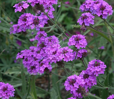 Verbena rigida