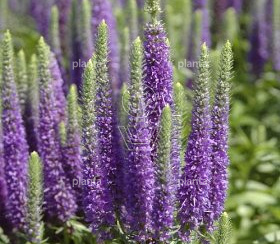 Veronica spicata 'Ulster Dwarf Blue'