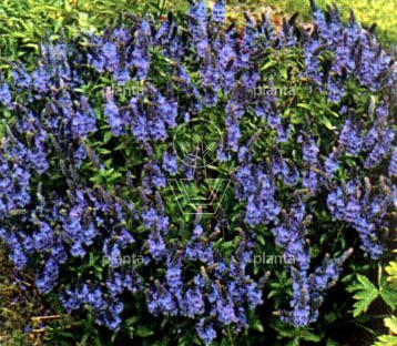 Veronica austriaca 'Knallblau'
