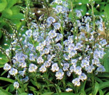 Veronica gentianoides