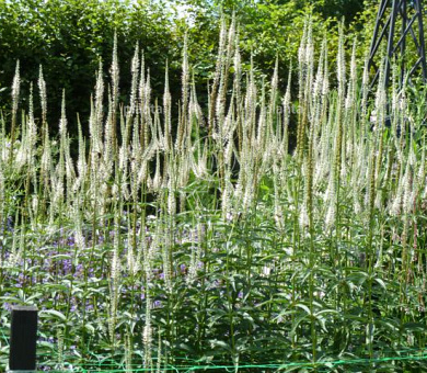Veronicastrum virginicum 'Albiflorum