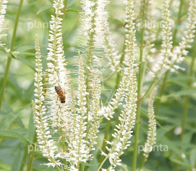 Veronicastrum virginicum 'Album'