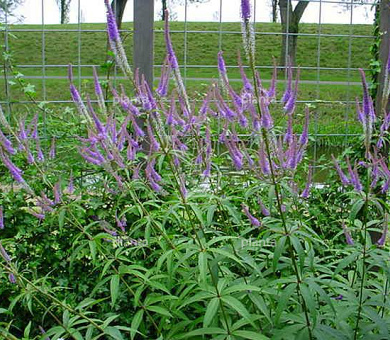 Veronicastrum virginicum 'Fascination'