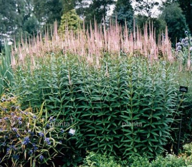 Veronicastrum virginicum 'Pink Glow'