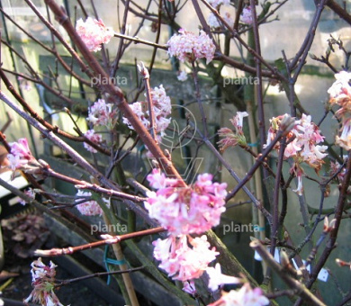 Viburnum bodnantense 'Charles Lamont'