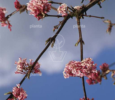 Viburnum bodnantense 'Dawn'