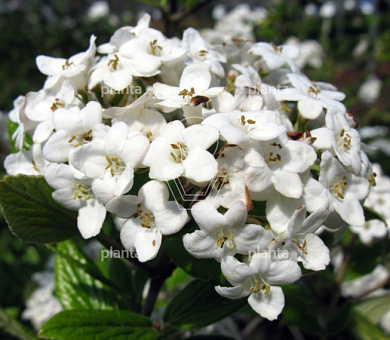 Viburnum burkwoodii 'Anne Russell'