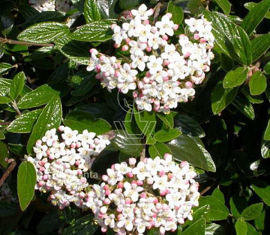Viburnum burkwoodii