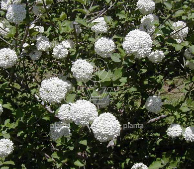Viburnum carlcephalum