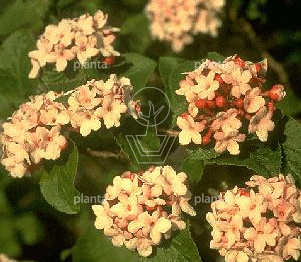 Viburnum carlesii