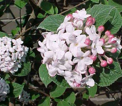 Viburnum carlesii 'Aurora'