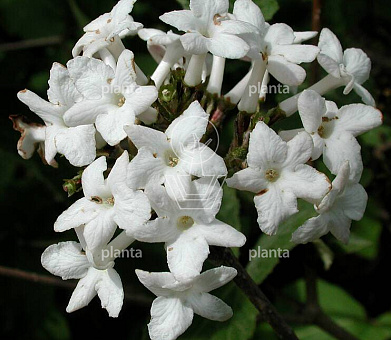 Viburnum carlesii 'Juddii'
