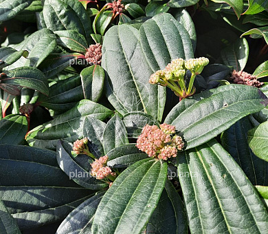 Viburnum davidii