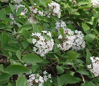 Viburnum farreri