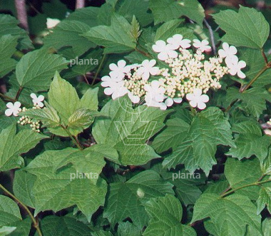 Viburnum opulus