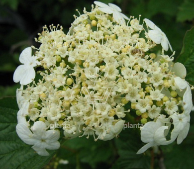 Viburnum opulus 'Compactum'