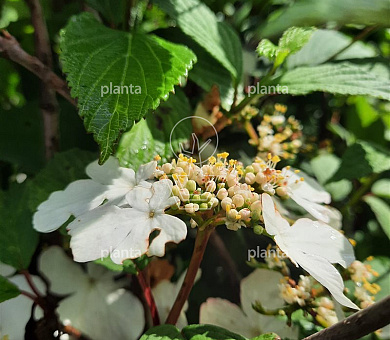 Viburnum plicatum 'Kilimandjaro Sunrise'