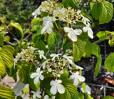 Viburnum plicatum 'Kilimandjaro'