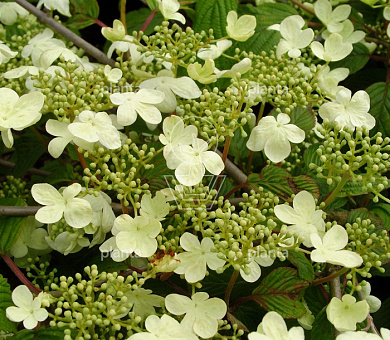 Viburnum plicatum 'Mariesii'