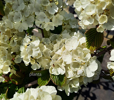 Viburnum plicatum 'Popcorn'