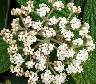 Viburnum rhytidophyllum
