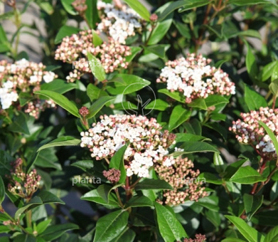 Viburnum tinus 'Spirit'