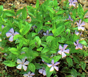 Vinca minor