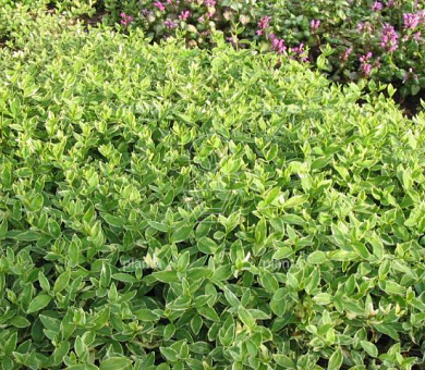 Vinca minor 'Argenteovariegata'