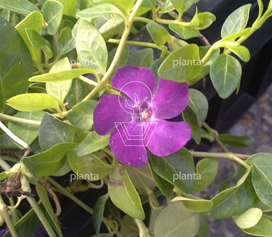 Vinca minor 'Atropurpurea'