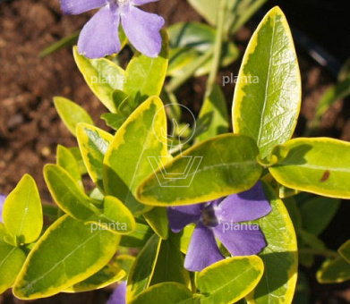 Vinca minor 'Aureovariegata'