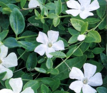 Vinca minor 'Gertrude Jekyll'