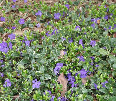 Vinca minor 'Ralph Shugert'