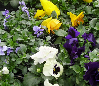 Viola in Kleuren
