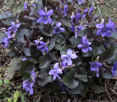 Viola labradorica