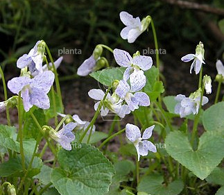 Viola sororia 'Freckles'