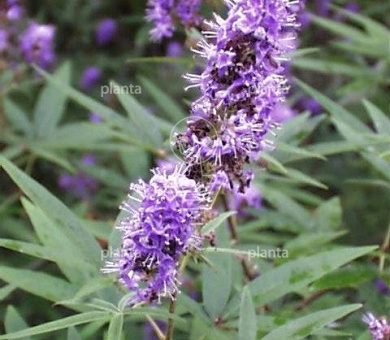 Vitex agnus-castus