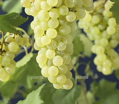 Vitis vinifera 'Vroege van der Laan'