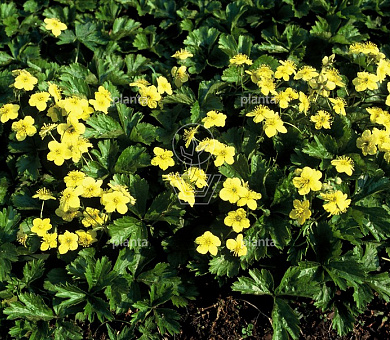 Waldsteinia ternata