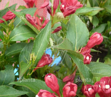 Weigela 'All Summer Red'