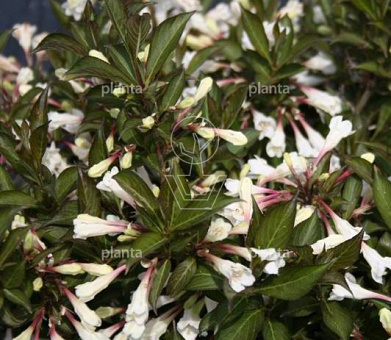 Weigela 'Black & White'