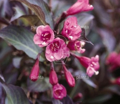 Weigela florida 'Alexandra'