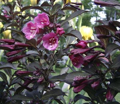 Weigela f. 'Foliis Purpureis'