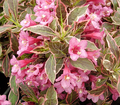 Weigela florida 'Monet'