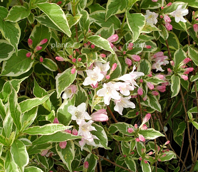 Weigela florida 'Nana Variegata'
