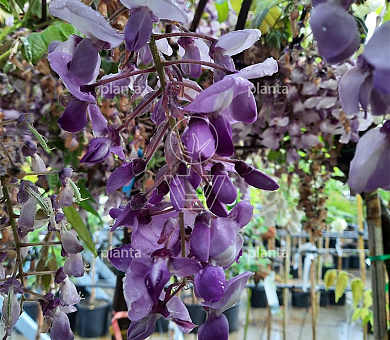 Wisteria brachybotrys 'Iko Jama Fuji'