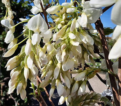 Wisteria brachybotrys 'Shiro Kapitan'