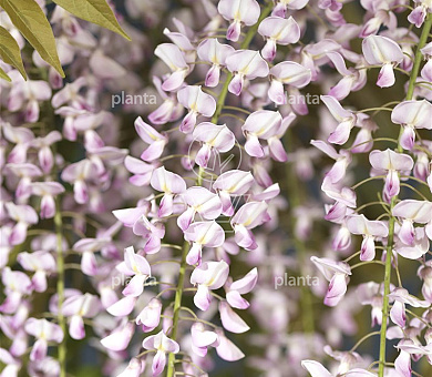 Wisteria floribunda 'Rosea'