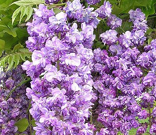 Wisteria floribunda 'Violacea Plena'