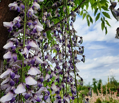 Wisteria floribunda macrobotrys