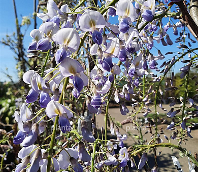 Wisteria formosa 'Issai'